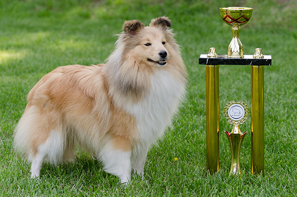 Sheila Stříbrné doly